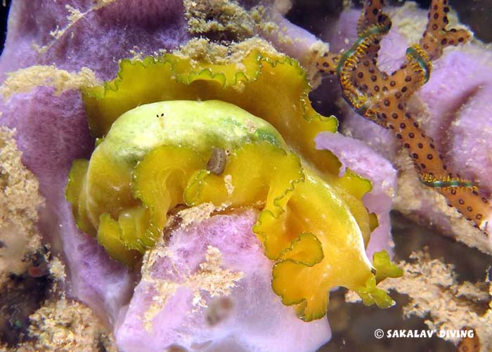 Night dive Nosy Be Madagascar